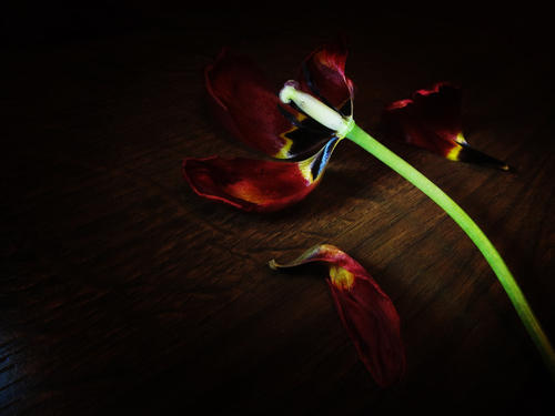 Sed magna dui, dignissim id felis vitae, consectetur